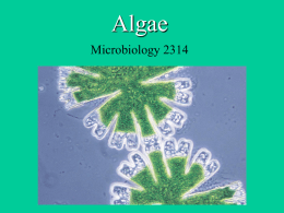 Algae - UCO