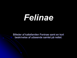 Dias nummer 1