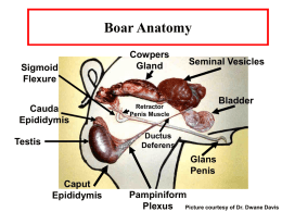 Boar Anatomy - Mizzou Animal Science