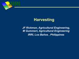 Harvesting - Rice Knowledge Bank