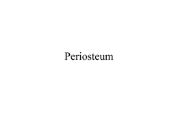 Periosteum - Maryville University
