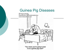 Guinea Pig Diseases - Yola