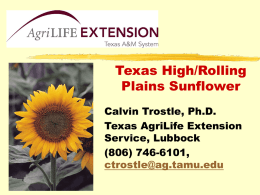 Sunflower Update - Texas A&M University