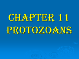 Chapter 11 Protozoans