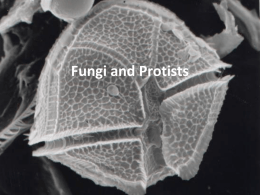 Fungi and Protists - Susquehanna University