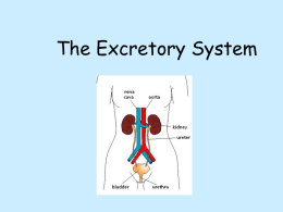 The Excretory system - Halton District School Board