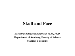 Skull and Face - Faculty of Science, Mahidol University