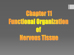 chapter-11-functional-organization-of-nervous