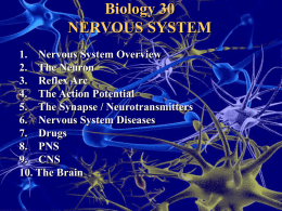 Biology 30 NERVOUS SYSTEM