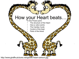 How your Heart beats…