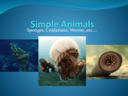 Simple Animals - Veritas Science