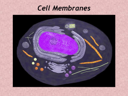 Cell Membranes: Chapt. 6