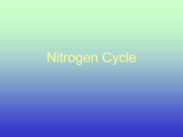 Nitrogen Cycle - University of Arizona