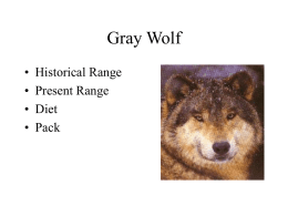 Gray Wolf - University of North Dakota