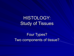 Connective Tissue - ANATOMY AND PHYSIOLOGY