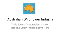 Australian Wildflower industry