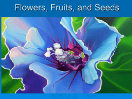 Flowers, Fruits, and Seeds - www.masbudhi.net.tc | Terima