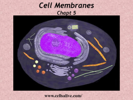 Cell Membranes: Chapt. 6 - University of New England