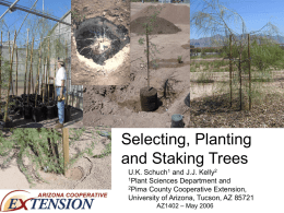 Planting and Staking for Successful Tree Establishment
