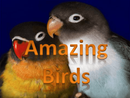 amazing_Birds