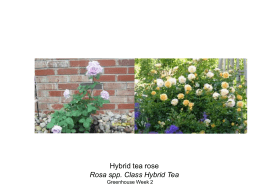 Hybrid tea rose Rosa spp. Class Hybrid Tea