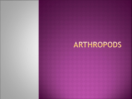 Arthropods - Killeen Independent School District
