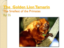 Golden Lion Tamarin - Smallest of the Primates