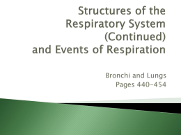 Structures of the Respiratory System (Continued) and