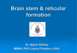 Brain stem & reticular formation (RAS)