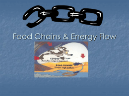 Food Chains & Energy Flow