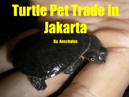 Turtle Trade in Jakarta