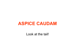 ASPICE CAUDAM