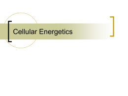 Cellular Energetics - University of California, Los Angeles