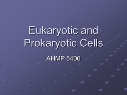 Eukaryotic and Prokaryotic Cells