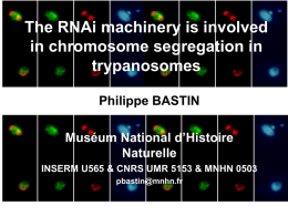 RNA INTERFERENCE AND TRYPANOSOME CELL BIOLOGY