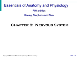 Nerve activates contraction
