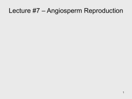 Lecture #7 – Angiosperm Reproduction