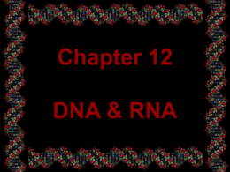 Chapter 12 DNA & RNA
