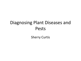 Diagnosing Plant Diseases and Pests