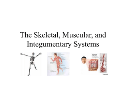 The Skeletal, Muscular, and Integumentary Systems