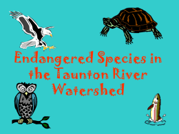 Endangered Species in the Taunton River Watershed