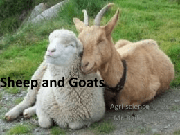 Sheep and Goats - WCMS Agriscience