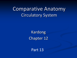 Comparative Anatomy Circulatory System