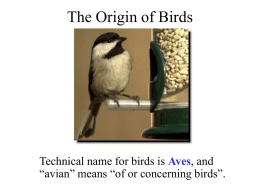 The Origin of Birds - University at Buffalo