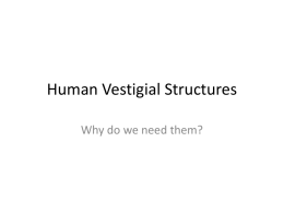 Human Vestigial Structures