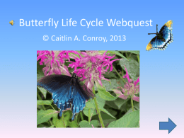 Butterfly Life Cycle Webquest - Home