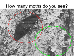 How many moths do you see?