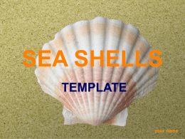 Sea Shells - Presentation Magazine