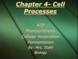 Chapter 4- Cell Processes