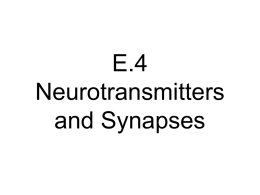 E.4 Neurotransmitters and Synapses